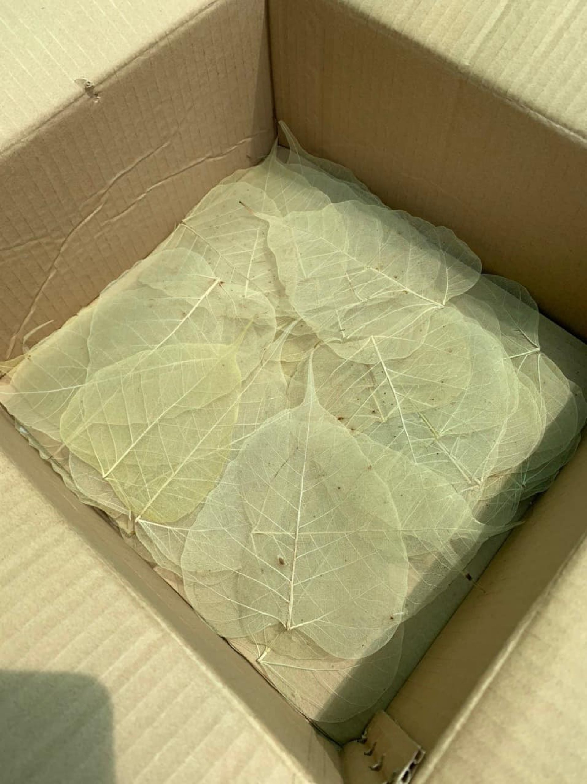HĐ Lý Gia miền Tây chuẩn bị vật phẩm (từ cây bồ đề của Lý Gia) làm quà tặng HĐ tham dự sự kiện (dự trù 400 lá) !!! 17/07/2022 !!!
