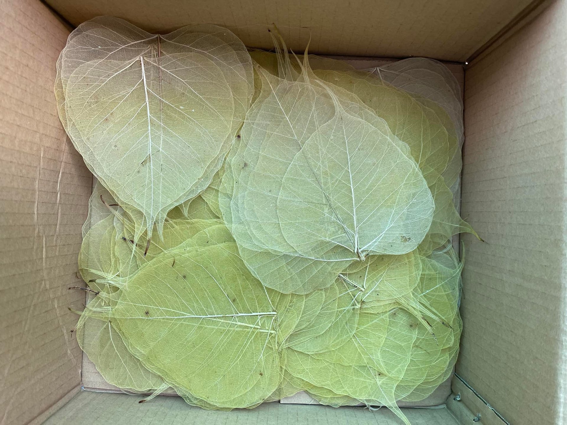 HĐ Lý Gia miền Tây chuẩn bị vật phẩm (từ cây bồ đề của Lý Gia) làm quà tặng HĐ tham dự sự kiện (dự trù 400 lá) !!! 17/07/2022 !!!