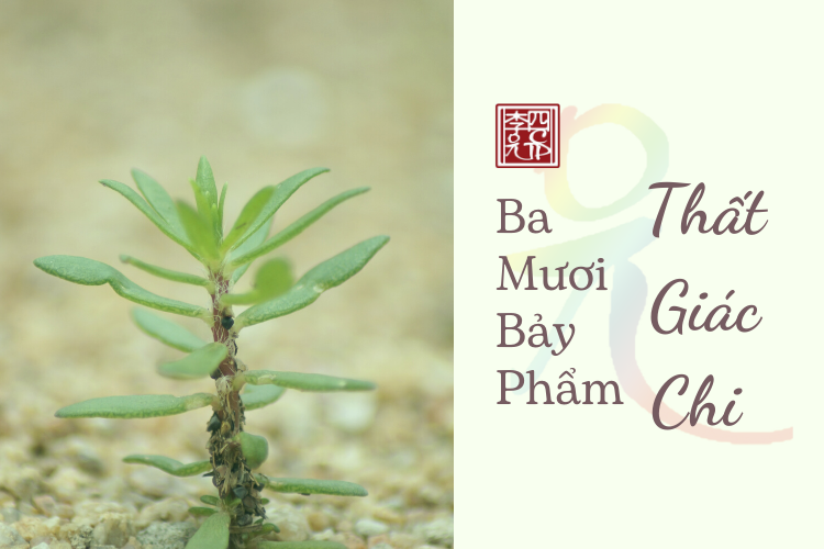 Phật Giáo Và Thiền 