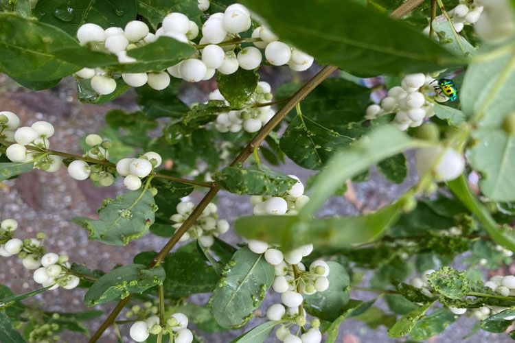 Tổng hợp bài tản mạn