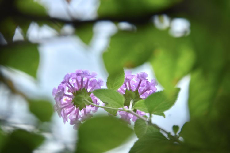 Tổng hợp bài tản mạn