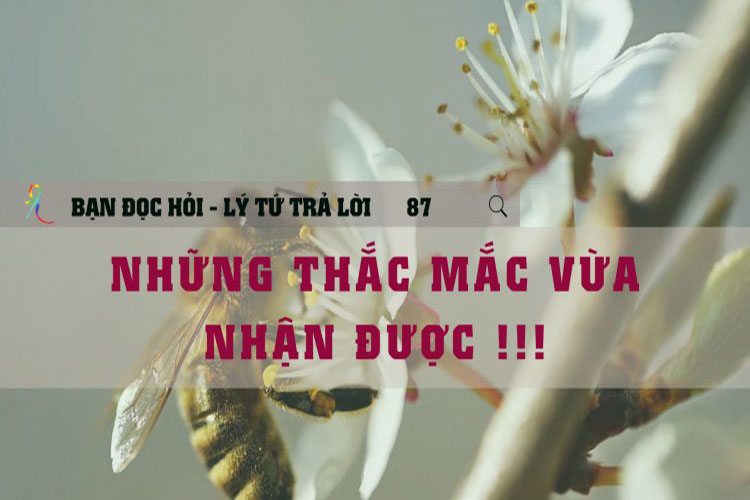 Lý Tứ Hỏi Đáp