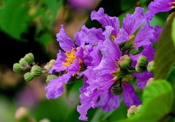 (76) BẠN ĐỌC HỎI - LÝ TỨ TRẢ LỜI  CHỦ ĐỀ: SỰ KHÁC NHAU GIỮA NGHĨ SUY VÀ VỌNG TƯỞNG !!!