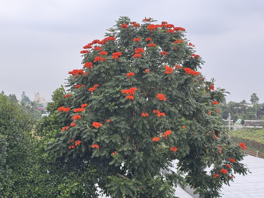 Chuyên mục Bạn đọc hỏi - Lý Tứ trả lời Số 05.2025 với chủ đề: Tây Phương Cực Lạc Là Có Hay Không ???